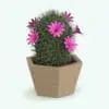 Powder Puff Cactus rendered in Revit, highlighting realistic materials and parametric design.