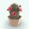 Rendered 3D Powder Puff Cactus plant in color, showing realistic textures and details.
