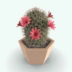 Rendered 3D Powder Puff Cactus plant in color, showing realistic textures and details.
