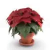 Poinsettia Revit Plant Family rendered in Vray within Revit as a vrmesh.