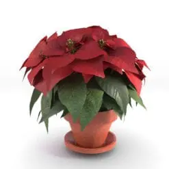 Poinsettia Revit Plant Family rendered in Vray within Revit as a vrmesh.