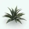 Agave Revit Plant Family rendered in 3D with its characteristic dual tone leaves. Ideal for interior or exterior design projects, this Revit plant will make your projects and 3D renderings look finished and inviting. Don't wait any longer and get either this or any of our Revit plants families to take your renders to the next level.
