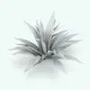 Agave Revit Plant Family in 3D and rendered without any materials to showcase the shapes better. This family is fully parametric and it allows you to change its size depending on your project size and requirements. Ideal for bring a touch of livability to your 3D renderings, this Agave Revit Plant Family will take your projects to the next level.