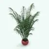 Revit Plants Family / 3D Model - Areca Palm Rendered in Revit