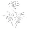 Revit Family / 3D Model - Bromeliad - Revit and AutoCAD Front View