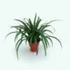 Spider Revit Plant Family rendered in Revit using NO plugins (Vray). This plant comes with parameters to change the colors/materials and the size of the Revit plant, this way, you can make it seamlessly blend into your project in just a few clicks.