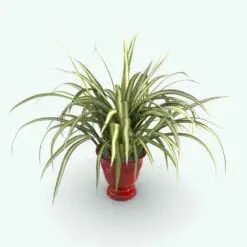 Spider Revit Plant Family rendered in 3D with realistic textures rendered in Vray within Revit. Ideal for interior or exterior design projects, all our Revit plants are created with a hybrid technology that allows they to look realistic in any setting. Additionally, all our Revit plants include 3D Max, AutoCAD and Vray version so you can use them in different platforms.