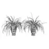 Revit Family / 3D Model - Spider Plant 3D Max/FBX Wireframe in the two versions included.
