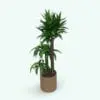 Corn Stalk Dracaena Revit Plant Family rendered in Revit using NO plugins (Vray). This Revit plant will transform your spaces in just a few clicks. Whether you need a small detail in a room or a focal point within your space, this Revit plant is certainly the solution.