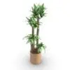 Corn Stalk Dracaena Revit Plant Family rendered in Vray inside of Revit. Ideal for interior or exterior design projects, all our Revit plants are created with a hybrid technology that allows they to look realistic in any setting. Additionally, all our Revit plants include 3D Max, AutoCAD and Vray version so you can use them in different platforms.