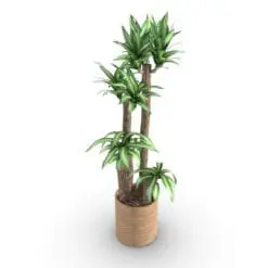 Corn Stalk Dracaena Revit Plant Family rendered in Vray inside of Revit. Ideal for interior or exterior design projects, all our Revit plants are created with a hybrid technology that allows they to look realistic in any setting. Additionally, all our Revit plants include 3D Max, AutoCAD and Vray version so you can use them in different platforms.