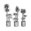 Revit Family / 3D Model - Corn Stalk Dracaena 3D Max/FBX Wireframe