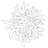 Revit Family / 3D Model - Corn Stalk Dracaena - Revit and AutoCAD Top View