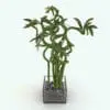 Curly Bamboo Revit Plant Family in 3D and rendered in Vray inside of Revit. Ideal for interior design projects, this and all our Revit plants are created with a hybrid technology that allows they to look realistic in any setting. Additionally, all our Revit plants include 3D Max, AutoCAD and Vray version so you can use them in different platforms.