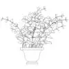 Revit Family / 3D Model - Eucalyptus - Revit and AutoCAD Front View