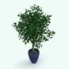 Revit Plant Family - Ficus Tree. Tired of not finding ideal plants for your projects? Don't worry, we have the best selection of parametric Revit plants online to make your spaces, whether interior or exterior, feel cozier and refined. Just load them into your Revit project, select a size, load the materials and hit the render button to make your 3D renderings come to life! Browse or extensive selection of Revit plants, trees and flowers and see for yourself.