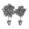 Revit Family / 3D Model - Ficus 3D Max/FBX Wireframe