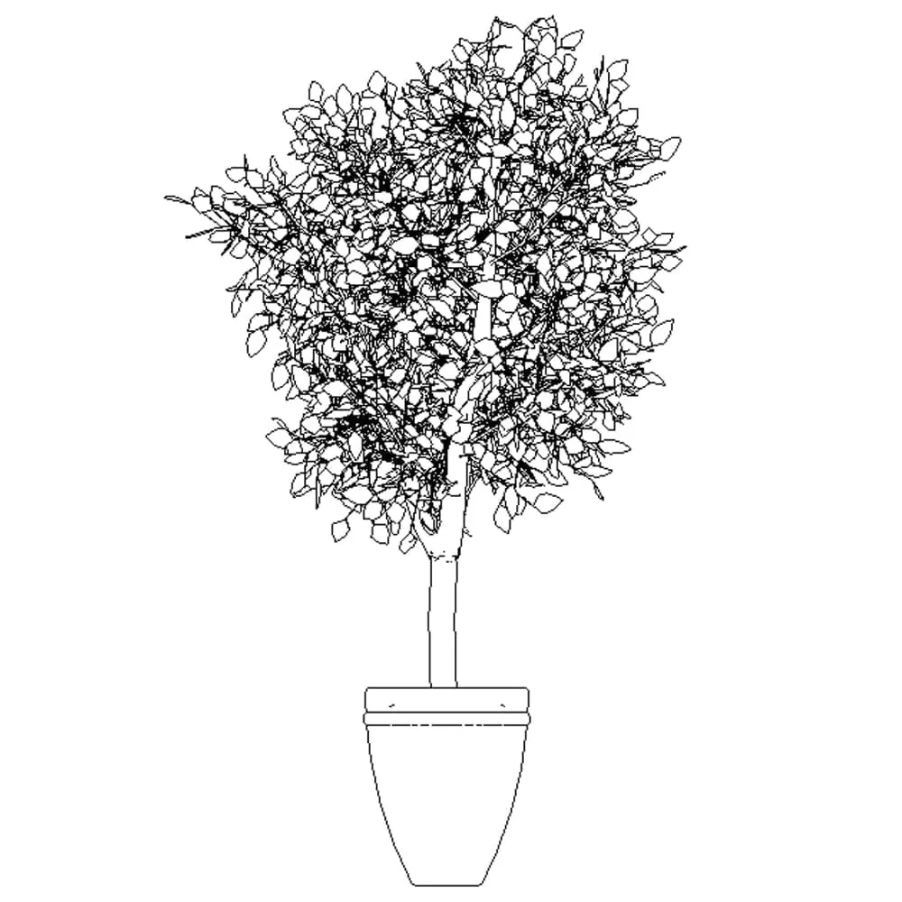Revit Family / 3D Model - Ficus - Revit and AutoCAD Front View Revit Family / 3D Model - Ficus - Revit and AutoCAD Front View