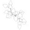Revit Family / 3D Model - Golden Devils Ivy - Revit and AutoCAD Top View