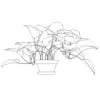 Revit Family / 3D Model - Golden Devils Ivy - Revit and AutoCAD Front View