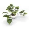 Golden Devil's Ivy Revit Plant Family rendered in Vray inside of Revit. Ideal for interior or exterior design projects, this and all our Revit plants are created with a hybrid technology that allows they to look realistic in any setting. Additionally, all our Revit plants include 3D Max, AutoCAD and Vray version so you can use them in different platforms.