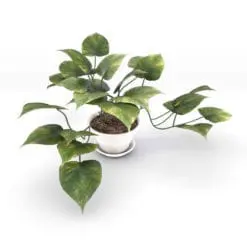 Golden Devil's Ivy Revit Plant Family rendered in Vray inside of Revit. Ideal for interior or exterior design projects, this and all our Revit plants are created with a hybrid technology that allows they to look realistic in any setting. Additionally, all our Revit plants include 3D Max, AutoCAD and Vray version so you can use them in different platforms.