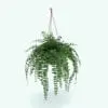 Hanging Fern Revit Plant Family in 3D and rendered in Revit. This Revit family is fully parametric, easy to use and render-ready. Just load it into your project, select the size you want and hit the render button for instant results. Don't wait any longer and get this Hanging Fern Revit Plant Family today!
