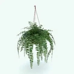 Hanging Fern Revit Plant Family in 3D and rendered in Revit. This Revit family is fully parametric, easy to use and render-ready. Just load it into your project, select the size you want and hit the render button for instant results. Don't wait any longer and get this Hanging Fern Revit Plant Family today!