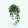 Hanging House Plant Revit Family in 3D and rendered in Revit. Ideal for interior or exterior design projects, this and all our Revit plants are created with a hybrid technology that allows they to look realistic in any setting. Additionally, all our Revit plants include 3D Max, AutoCAD and Vray version so you can use them in different platforms.