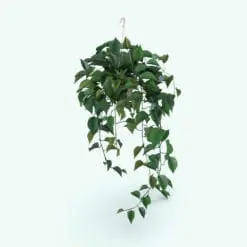 Hanging House Plant Revit Family in 3D and rendered in Revit. Ideal for interior or exterior design projects, this and all our Revit plants are created with a hybrid technology that allows they to look realistic in any setting. Additionally, all our Revit plants include 3D Max, AutoCAD and Vray version so you can use them in different platforms.