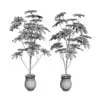 Revit Family / 3D Model - Hawaiian Schefflera 3D Max/FBX Wireframe