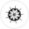 Revit Family / 3D Model - Palmeri Cactus - Revit and AutoCAD Top View