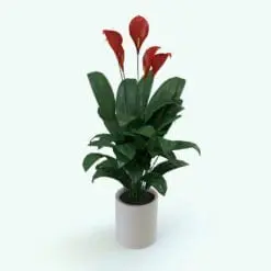 Peace Lily Plant Revit Family in 3D and rendered inside of Revit. Ideal for interior or exterior design projects, this and all our Revit plants are created with a hybrid technology that allows they to look realistic in any setting. Additionally, all our Revit plants include 3D Max, AutoCAD and Vray version so you can use them in different platforms.