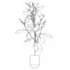 Revit Family / 3D Model - Ficus 2 - Revit and AutoCAD Front View