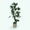 Ficus Elastica Revit Plant Family in 3D and rendered inside of Revit. Ideal for interior or exterior design projects, this and all our Revit plants are created with a hybrid technology that allows they to look realistic in any setting. Additionally, all our Revit plants include 3D Max, AutoCAD and Vray version so you can use them in different platforms.