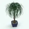 Ponytail Palm Revit Plant Family in 3D and rendered inside of Revit. Ideal for interior or exterior design projects, this and all our Revit plants are created with a hybrid technology that allows they to look realistic in any setting. Additionally, all our Revit plants include 3D Max, AutoCAD and Vray version so you can use them in different platforms.