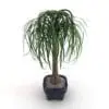Ponytail Palm Revit Plant Family in 3D and rendered in Vray inside of Revit for a more realistic look. Whether you use Vray or regular Revit to render this family, this plant will make your 3D renderings stand out in just a few clicks. Don't wait any longer and add this Ponytail Palm Revit Plant Family to your cart today.