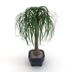Ponytail Palm Revit Plant Family in 3D and rendered in Vray inside of Revit for a more realistic look. Whether you use Vray or regular Revit to render this family, this plant will make your 3D renderings stand out in just a few clicks. Don't wait any longer and add this Ponytail Palm Revit Plant Family to your cart today.