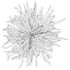Revit Family / 3D Model - Ponytail Palm - Revit and AutoCAD Top View