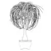 Revit Family / 3D Model - Ponytail Palm - Revit and AutoCAD Front View