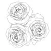 Revit Family / 3D Model - Rose - Revit and AutoCAD Top View