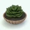 Houseleek Revit Plant Family. Ideal for interior or exterior design projects, this and all our Revit plants are created with a hybrid technology that allows they to look realistic in any setting. Additionally, all our Revit plants include 3D Max, AutoCAD and FBX version so you can use them in different platforms.
