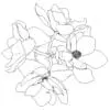 Revit Family / 3D Model - Magnolia - Revit and AutoCAD Top View