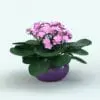 African Violet (Saintpaulia) Revit Plant Family in 3D and rendered in Revit with a soft pink color for the flowers and a purple colored pot. Ideal for interior or exterior design projects, this and all our Revit plants are created with a hybrid technology that allows they to look realistic in any setting. Additionally, all our Revit plants include 3D Max, AutoCAD and FBX version so you can use them in different platforms.