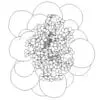 Revit Family / 3D Model - Saintpaulia - Revit and AutoCAD Top View