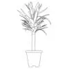 Revit Family / 3D Model - Yucca - Revit and AutoCAD Front View