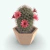 Revit Family / 3D Model - Powder Puff Cactus Plant Rendered in 3D Max with Vray
