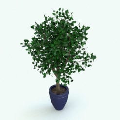 Revit Family / 3D Model - Ficus Tree Rendered in Revit