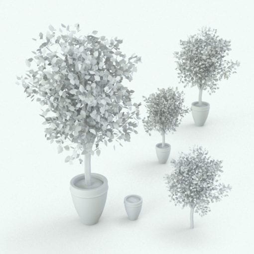 Revit Family / 3D Model - Ficus Variations