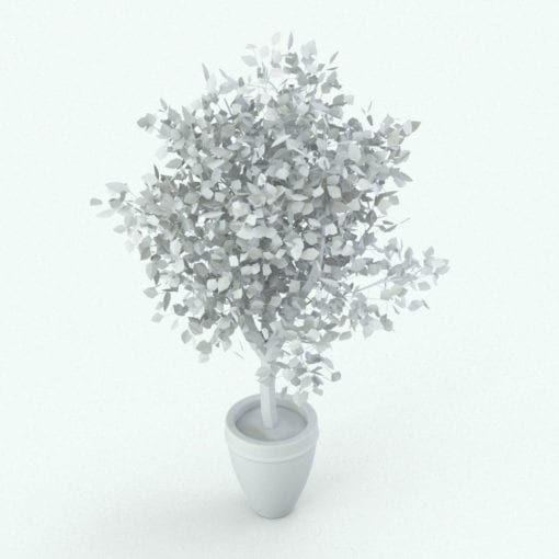 Revit Family / 3D Model - Ficus Perspective